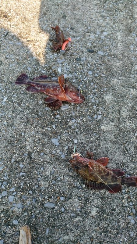 カッサーの無限ループ