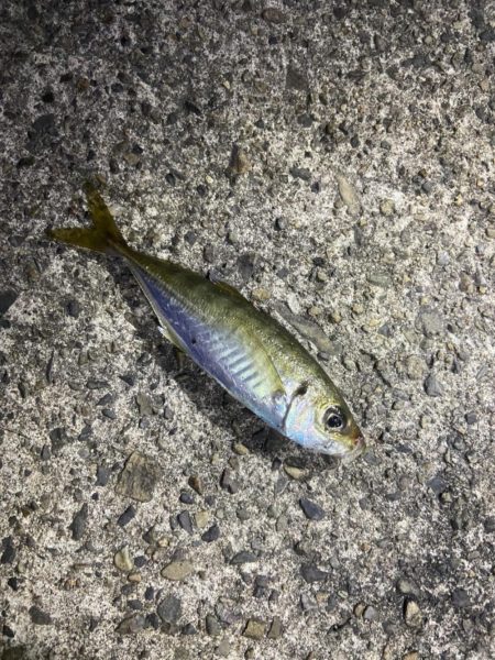 久しぶりのアジング