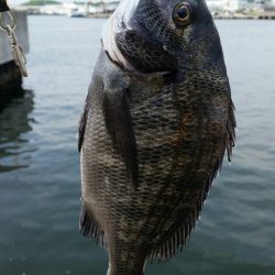 紀州釣りに挑戦！！