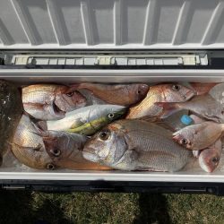 鳴門沖でマダイ