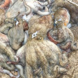 タコフィネスで800弱以下、7杯2.4キロ