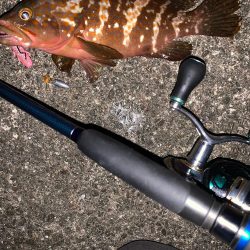 良い時期になってきた