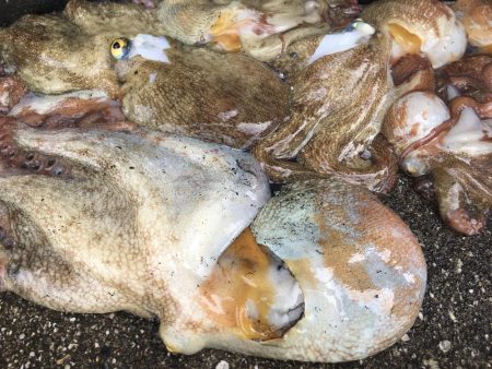 タコフィネスで７杯　午前の部