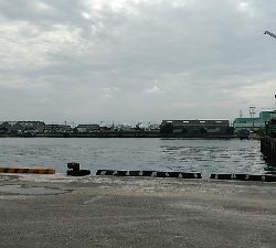 連日釣れました