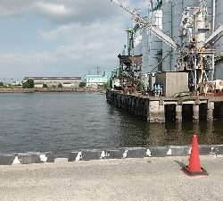 連休のシメにクロダイを