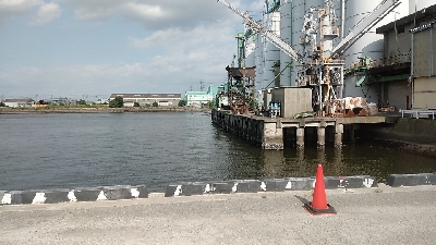 連休のシメにクロダイを