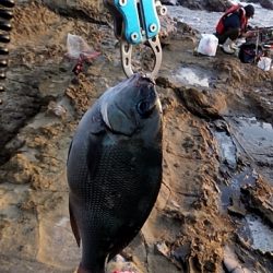 夜遅くからイサキの群れ