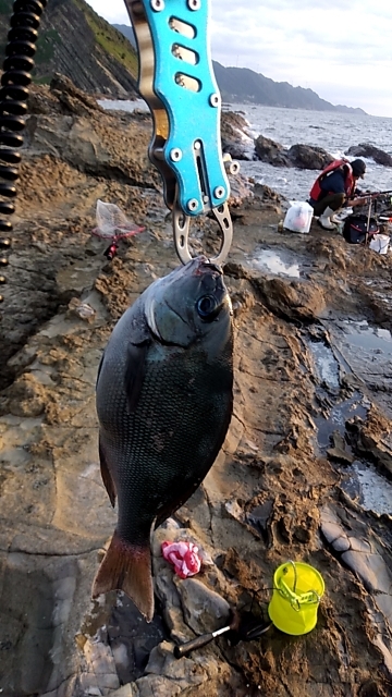 夜遅くからイサキの群れ