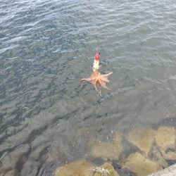 ポツポツ釣れます