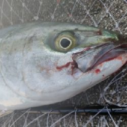 ヒラマサ(ブリヒラ?)