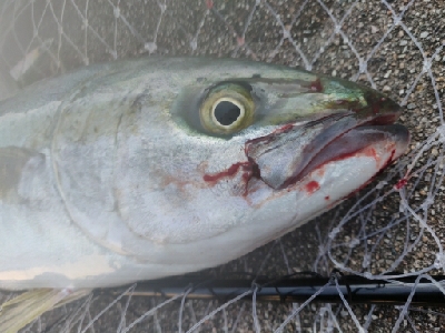 ヒラマサ(ブリヒラ?)