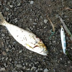 コノシロの大群