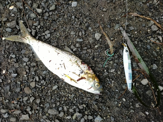 コノシロの大群