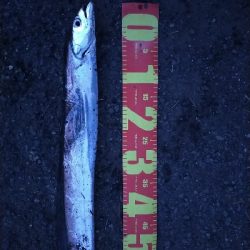 タチウオの時合い