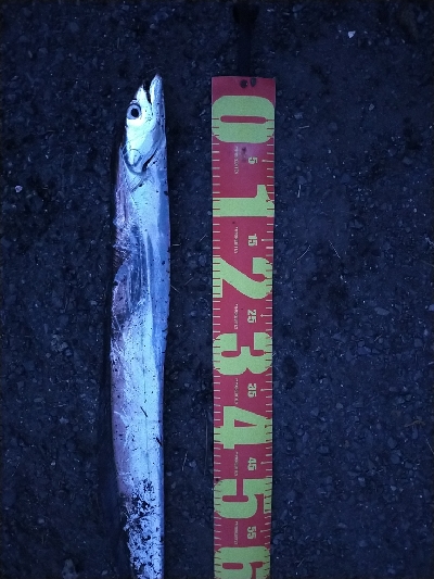 タチウオの時合い