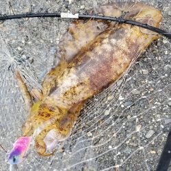 エギング　春イカは終了かな。