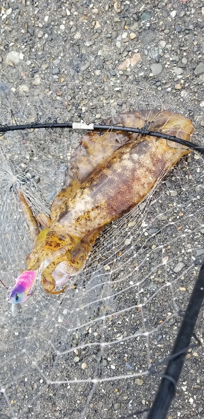 エギング　春イカは終了かな。