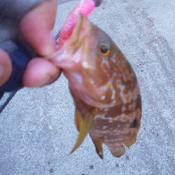 鏡面ベタ凪で苦戦