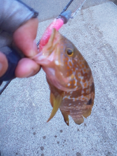 鏡面ベタ凪で苦戦