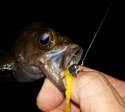 梅雨本番、梅雨メバルを求めて