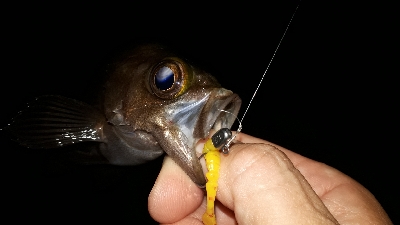 梅雨本番、梅雨メバルを求めて