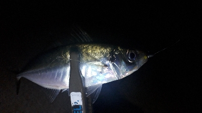 ライトゲーム三人衆