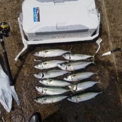神戸空港 大サバ乱獲