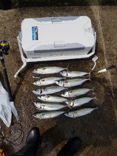 神戸空港 大サバ乱獲