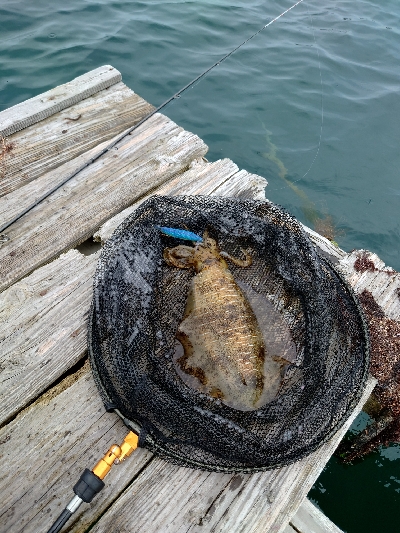 イカダエギング