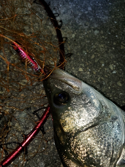 インパクトのある１日。