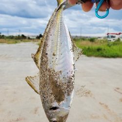 仕事終わりにアジング★