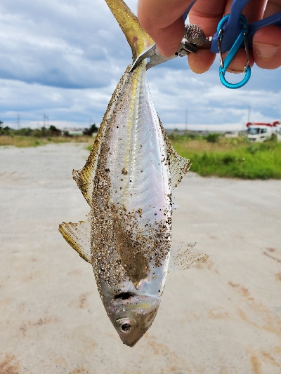 仕事終わりにアジング★