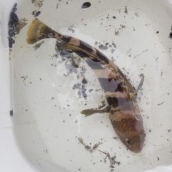 まだちょっとはやい？