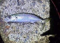 アジング、サバング