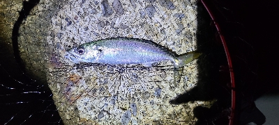 アジング、サバング