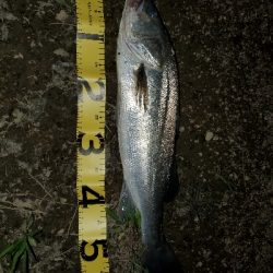 チヌトップタックルにて。