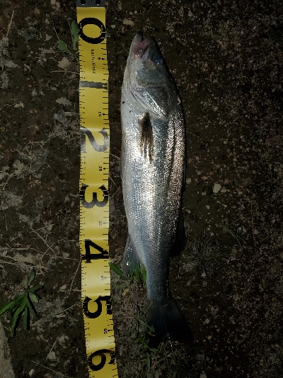 チヌトップタックルにて。