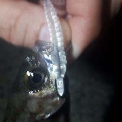 サバゲーからのメバリング