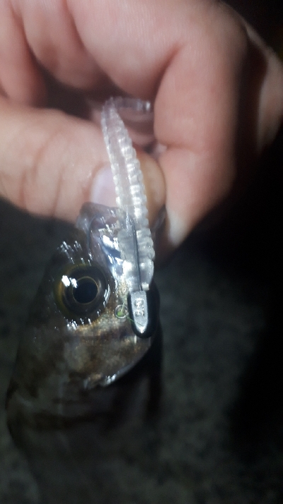 サバゲーからのメバリング