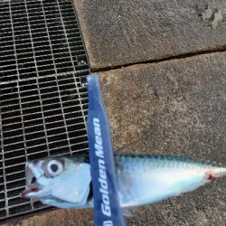 やっぱりサバのみ