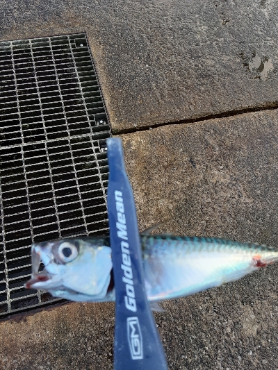 やっぱりサバのみ