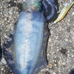 初場所で爆釣だったよ~ エギング