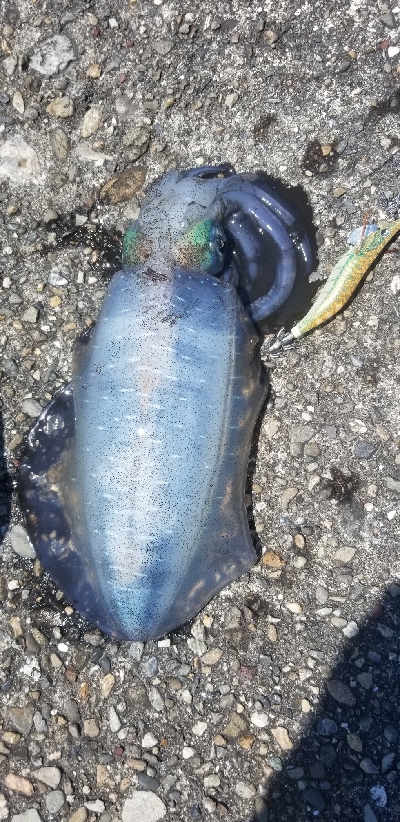 初場所で爆釣だったよ~ エギング