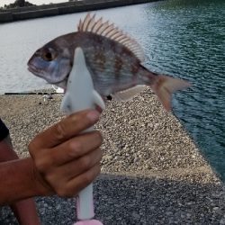 真夏のアジ、キス、タイ