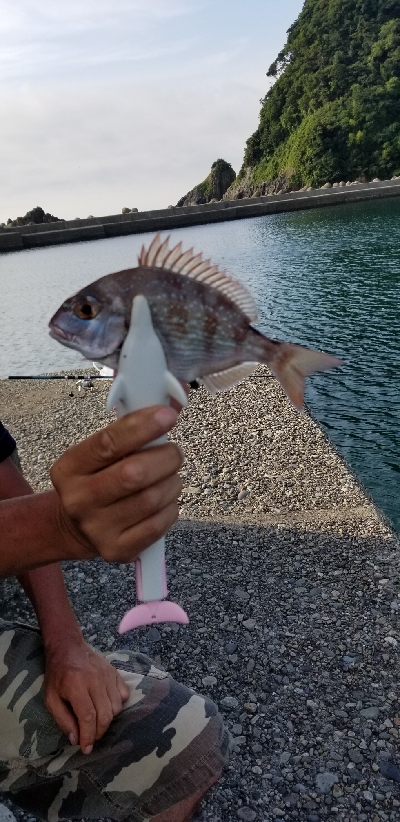 真夏のアジ、キス、タイ