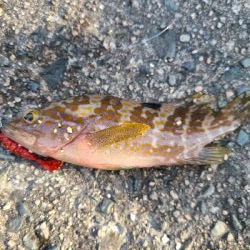 久しぶりのショアジギングの釣果!