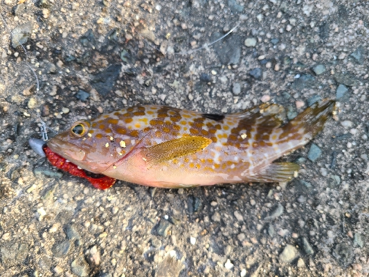 久しぶりのショアジギングの釣果!