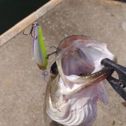 タックルの試投のついでに