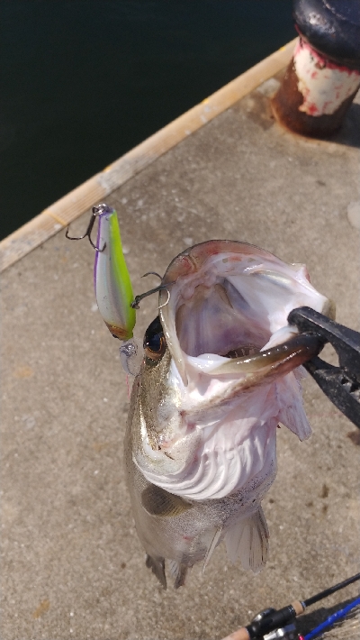 タックルの試投のついでに