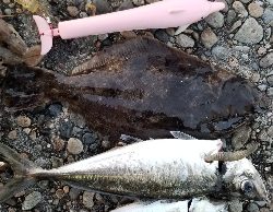 びっくり鯵、平目、鱚